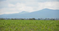 Rancho near Poligono Empresarial de San Miguel