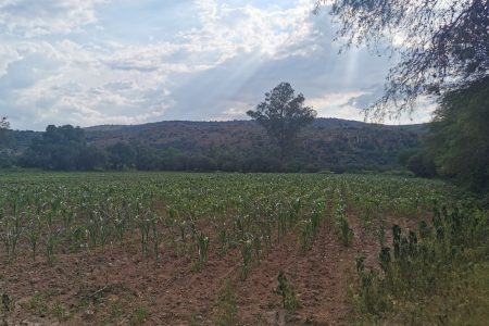 Ranchito | Vineyard | Countryside Home